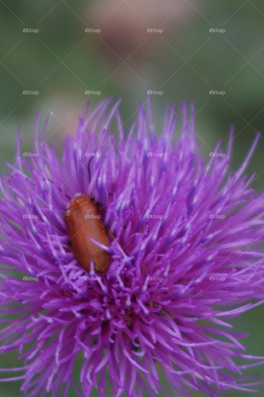 Beetle flower