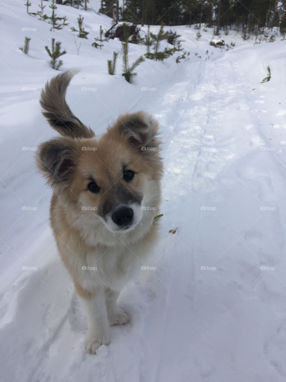 Winter, Snow, Mammal, Canine, Dog