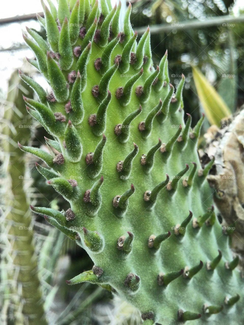Cactus close up