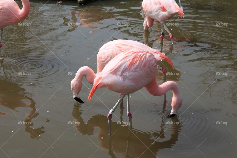 Adult Flamingos finding food to survive.