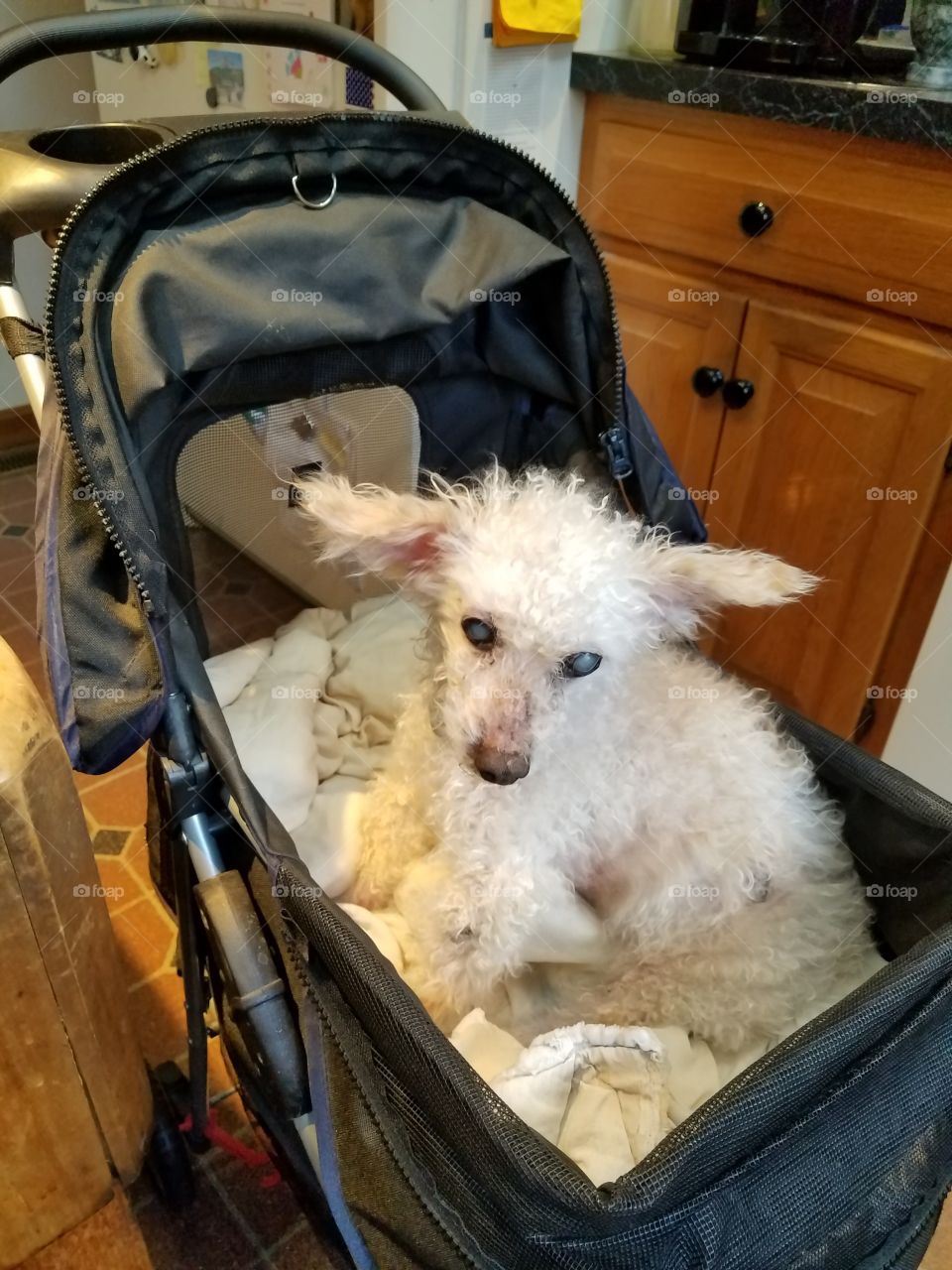 Older dog in pet carriage for safety.