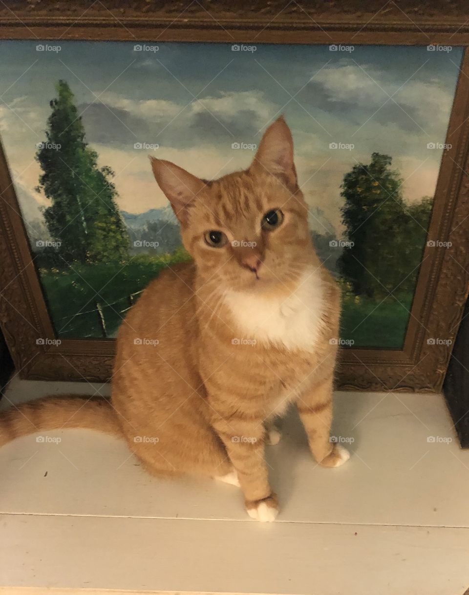 Yellow and white cat looking straight into my camera with a painting somewhat visible in the background. 
