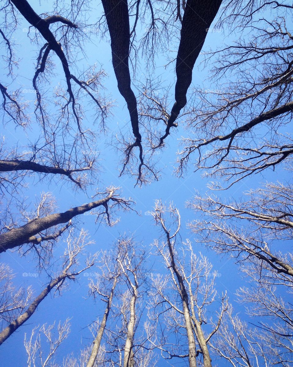 Forest walk.