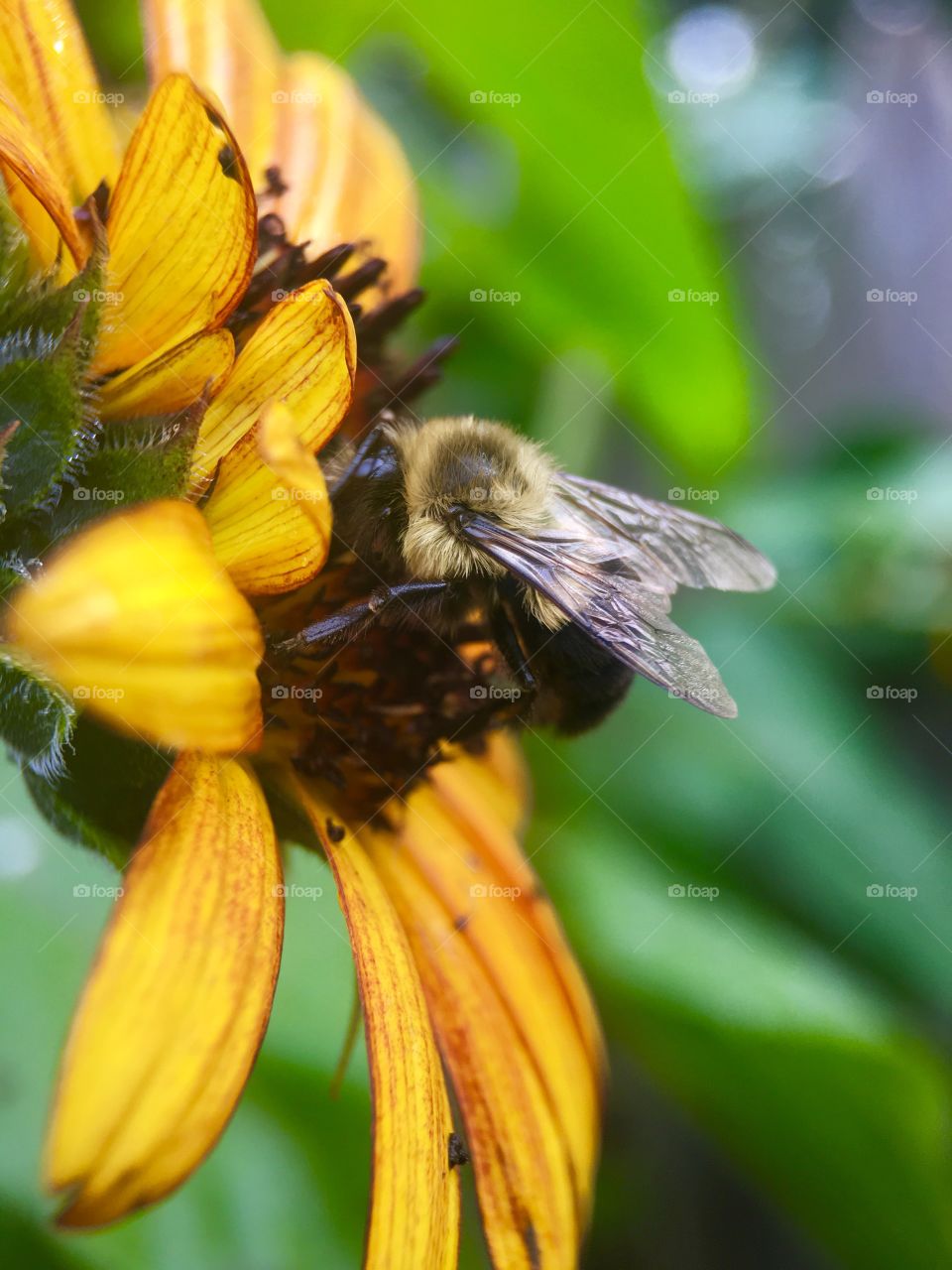 Bee searching for pollen