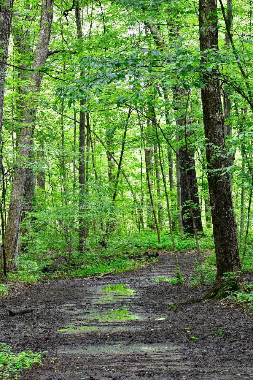 Trees against empty road