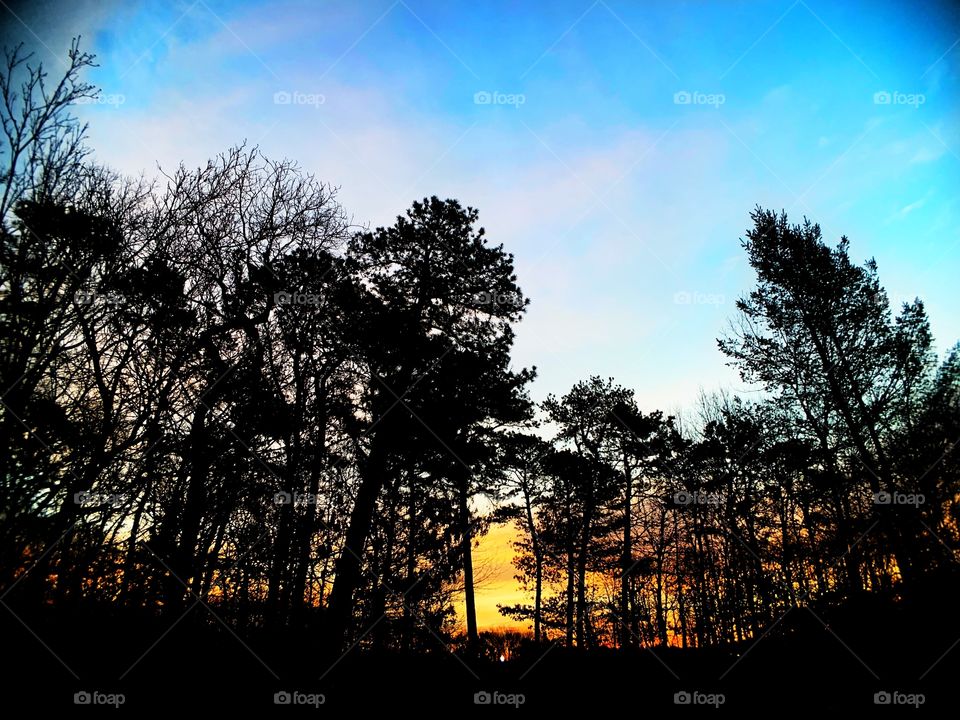 wide angled view of trees against a glowing sunrise on an early spring morning, with blue sky up top