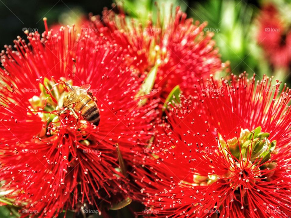 Bee Pollinating A Red Flower