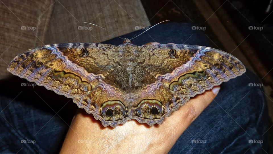 Woman hand holding moth
