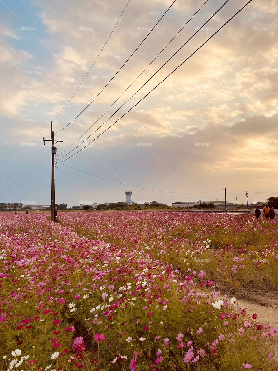 Daisies under the sunset