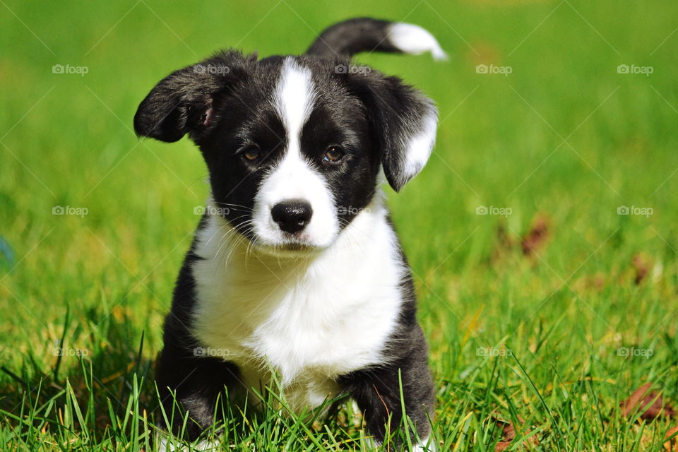 Animal, Grass, Mammal, Dog, Cute