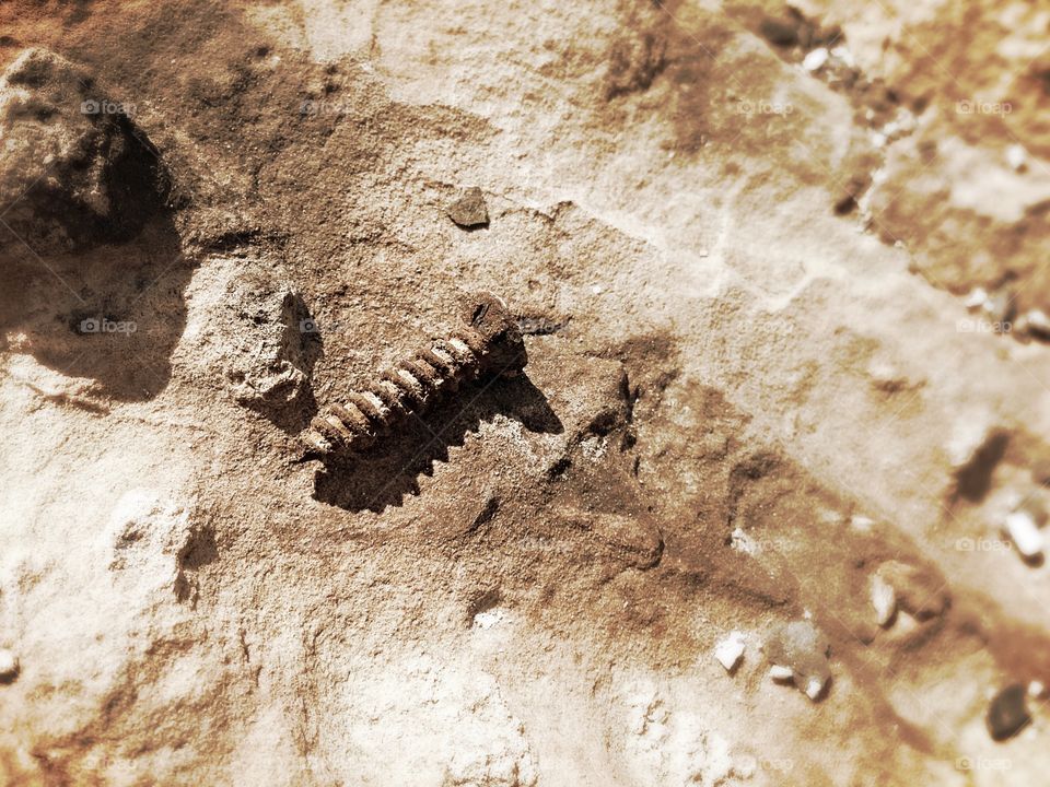 High angle view of rustic screw