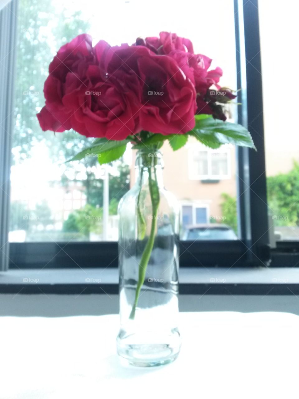 Red roses vase