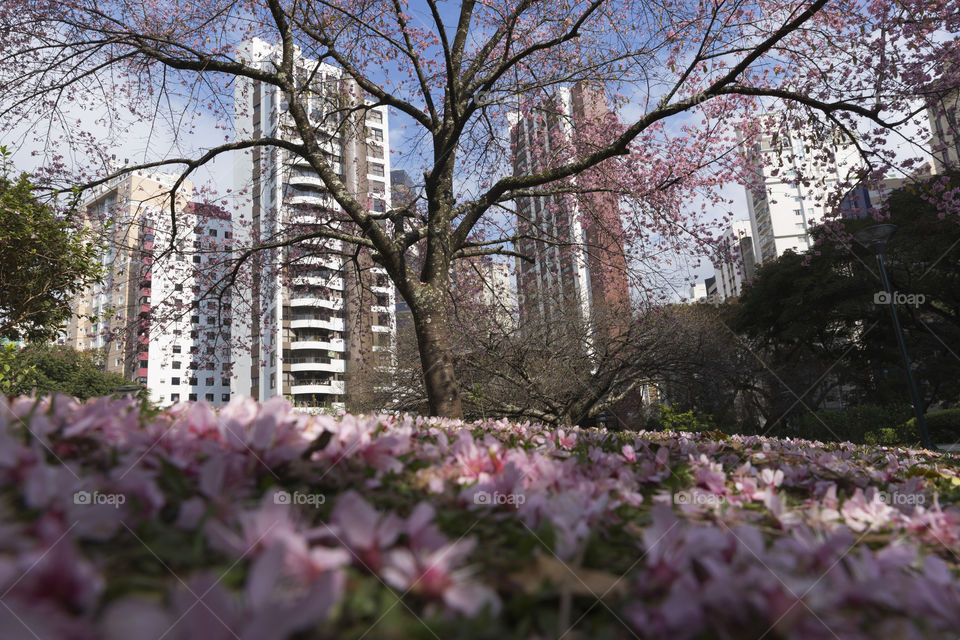 Japanese square in Curitiba Parana Brazil