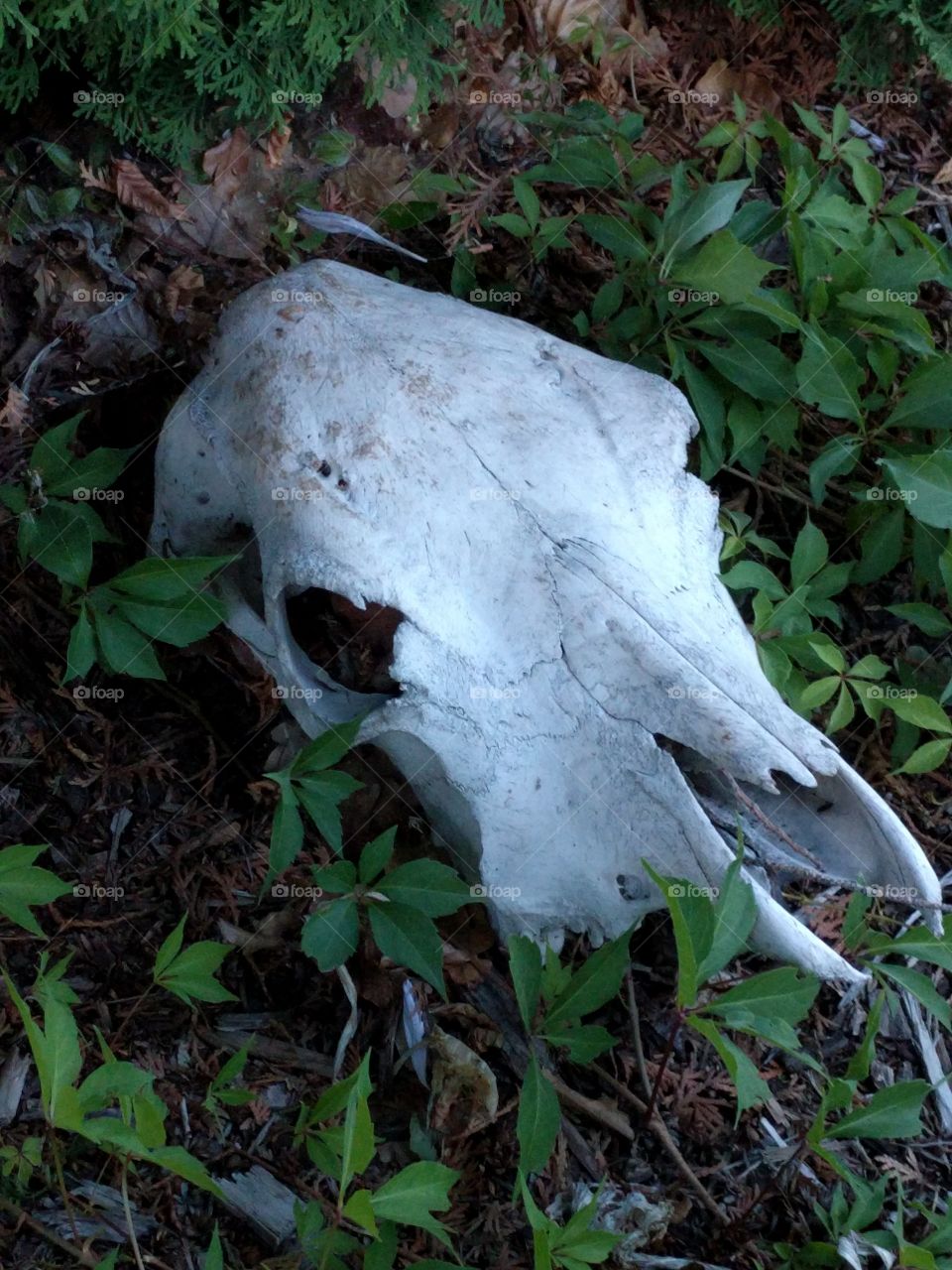 skull