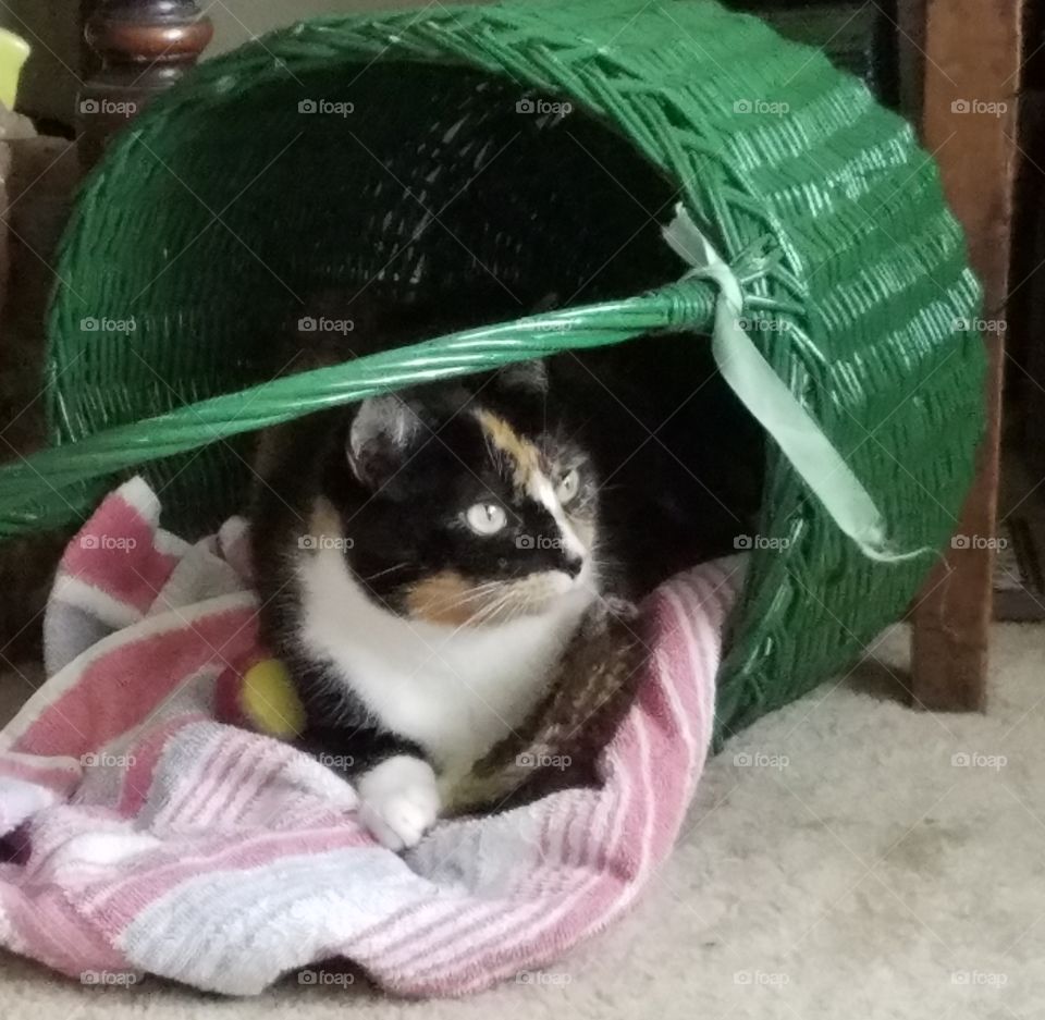 Green Basket with Calico Kitty
