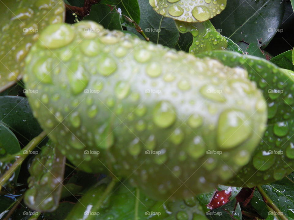 Leaves dew