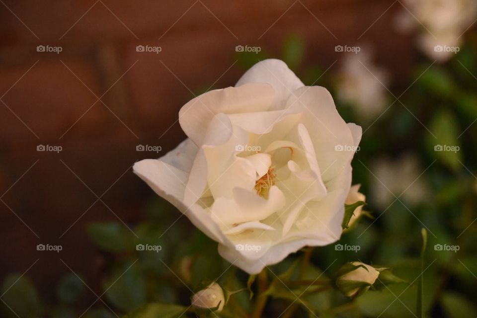 Darryl Wilson. Just photos