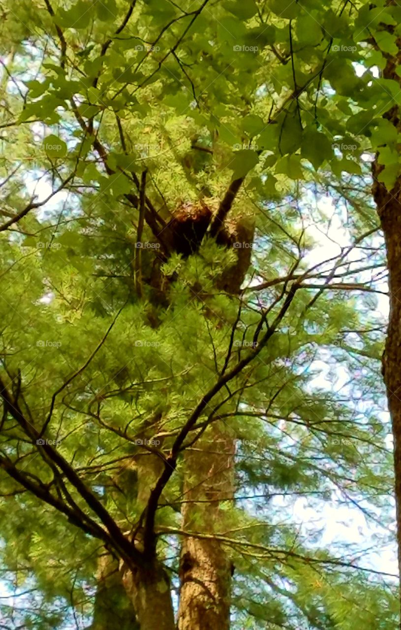 Squirrels' Nest in Pine Tree Top
