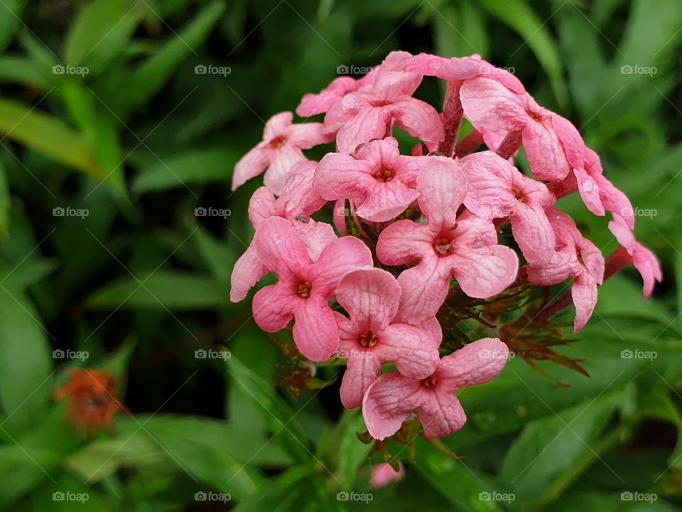 the beautiful flowers