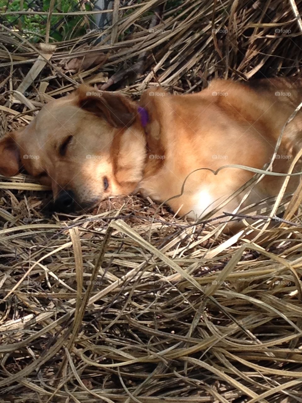 Dog sleeping on straw