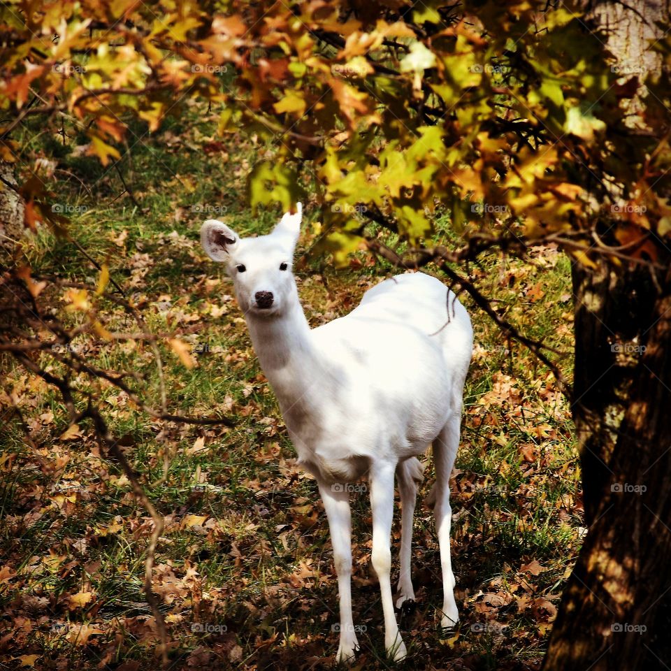 White Deer in woods