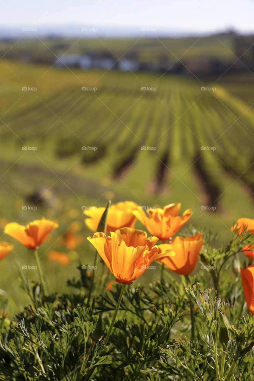 Gorgeous flowers in a wine vineyard. 