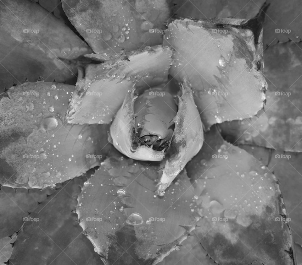 agave grayscale