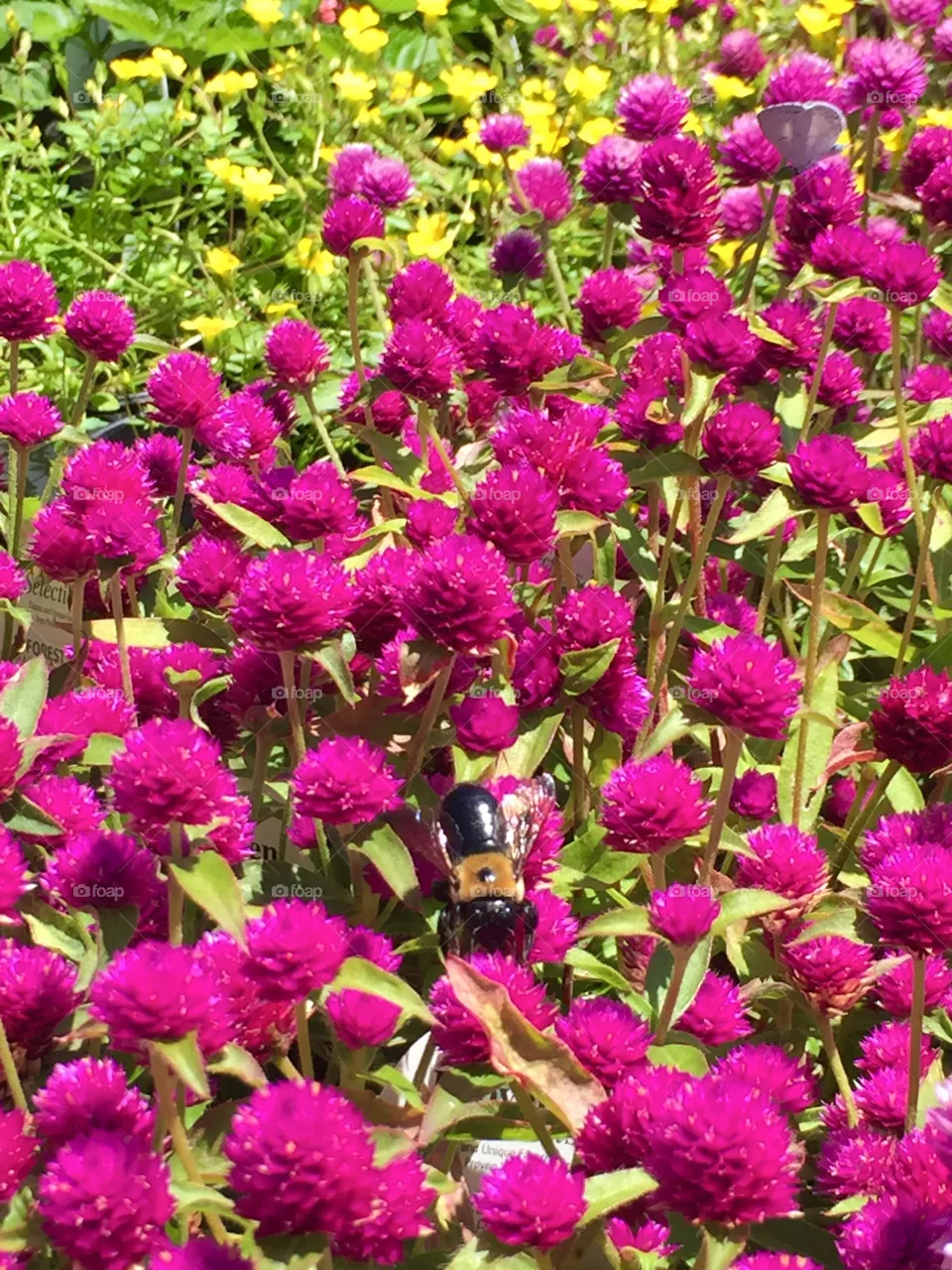 Bee! 🐝