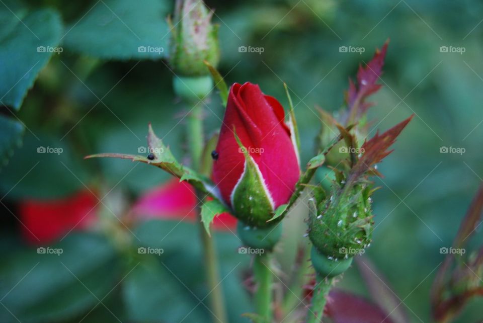 Rose bud with bug