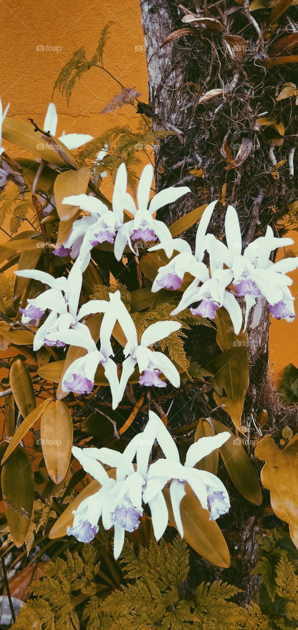 white flower in a garden