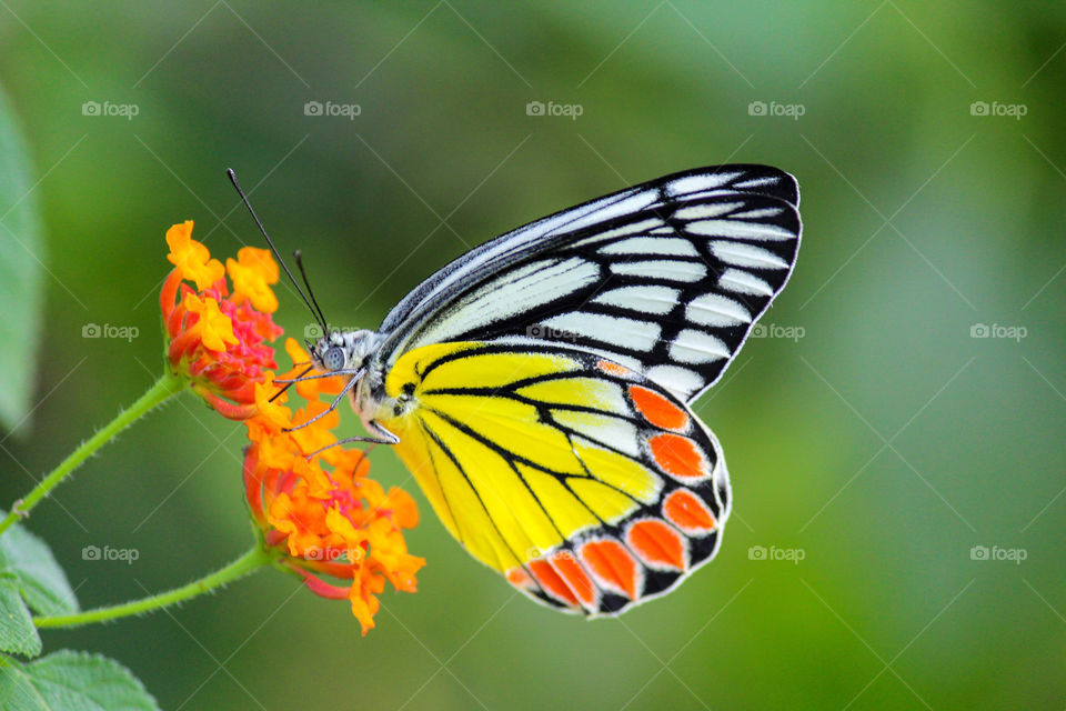 Beautiful butterfly