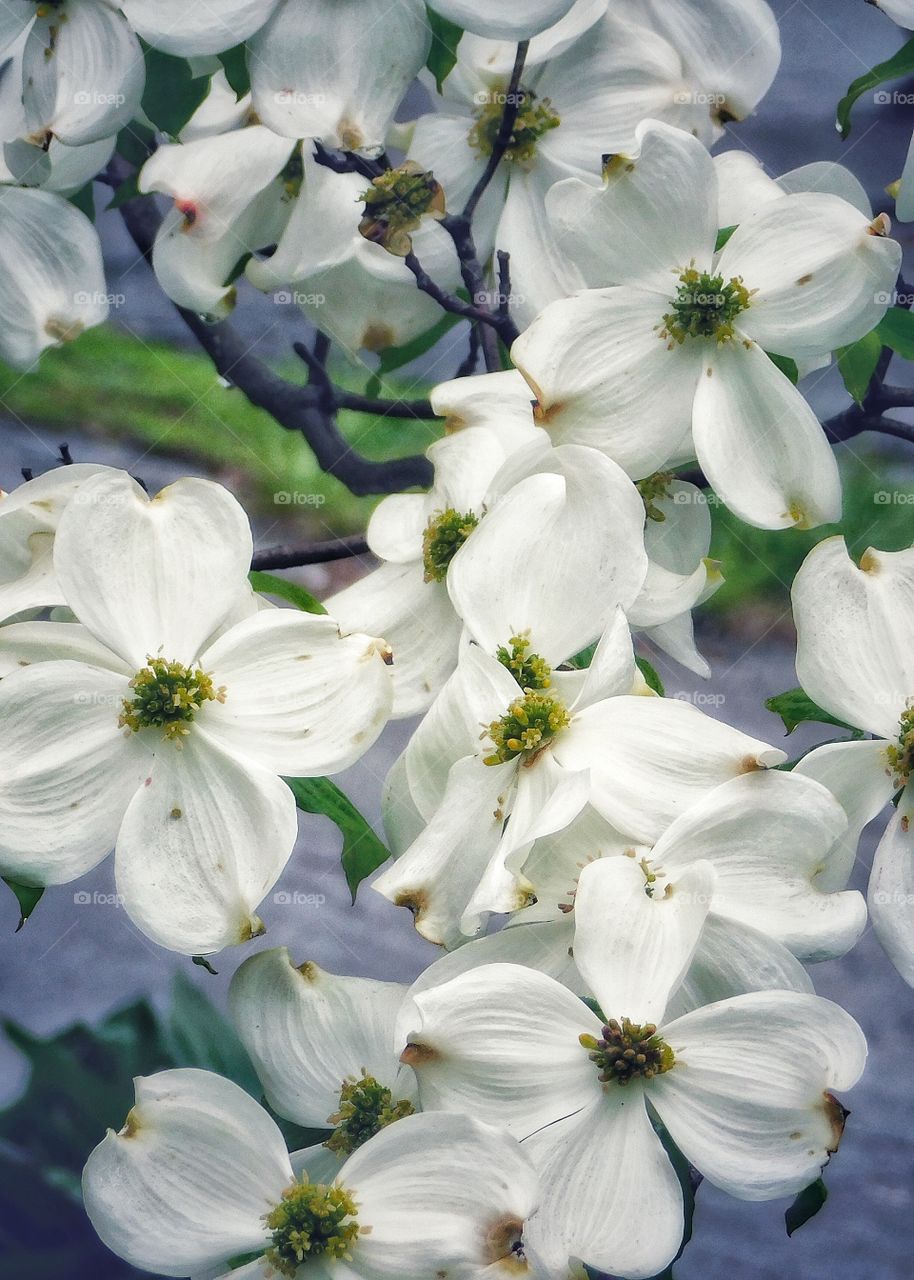 Dogwood & Rain