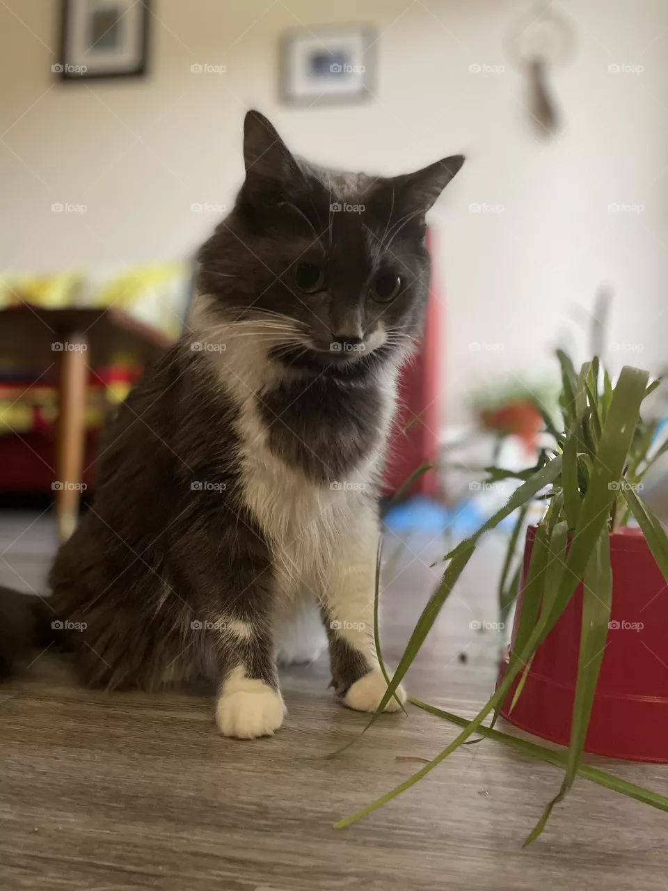 Pretty cat 