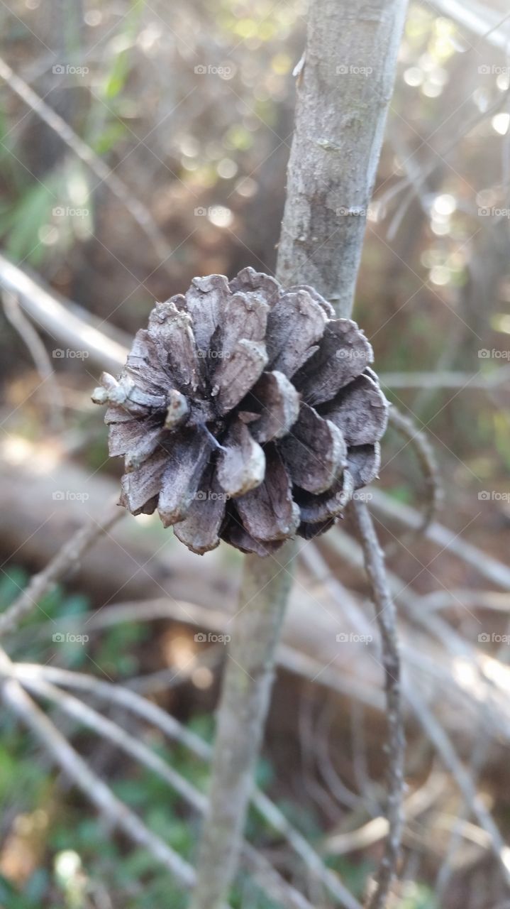 A lonley pine cone