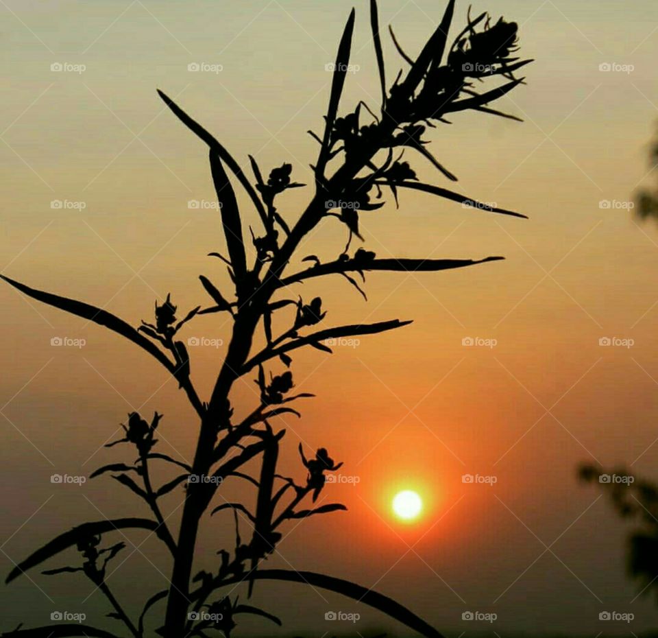 Sunset, Silhouette, Dawn, Sun, Nature