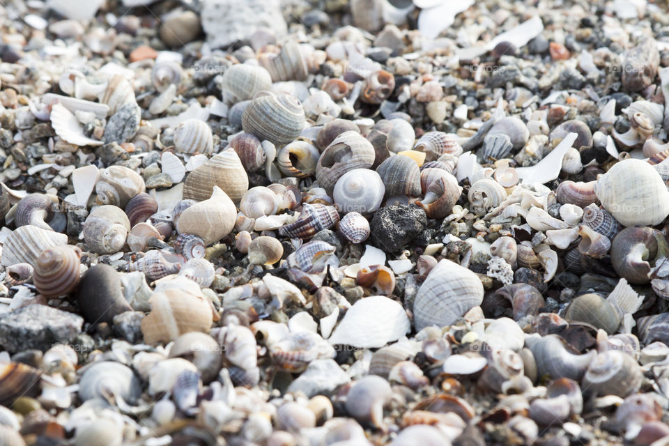 Animal shells at beach