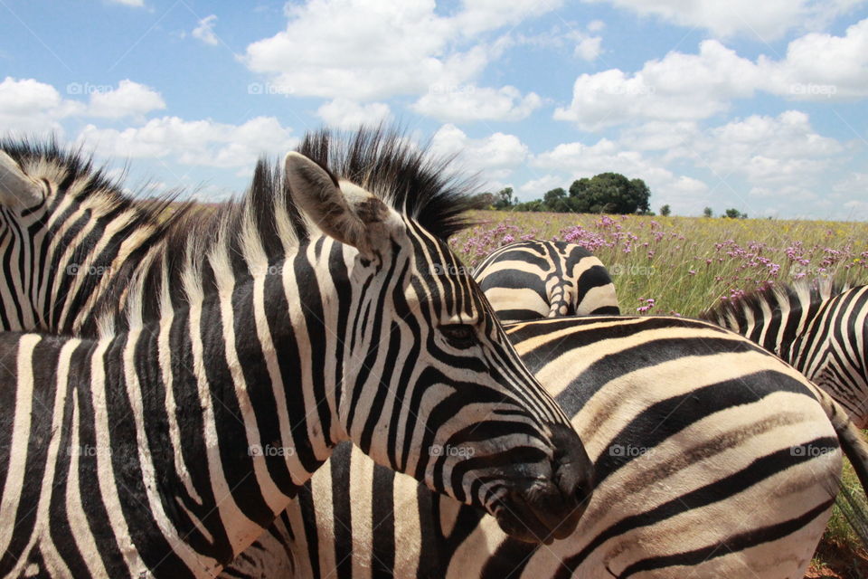 Zebra