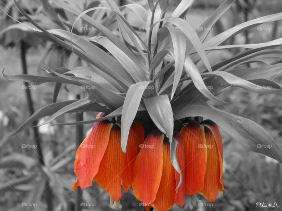 Colorsplash flower. Find this flower in Slottsparken, Oslo, Norway.