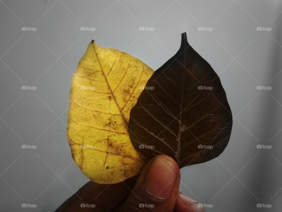 On one hand yellow stands for freshness, happiness, positivity, clarity, energy, optimism, enlightenment, remembrance, intellect, honor, loyalty, and joy, but on the other, it represents cowardice and deceit. A dull or dingy yellow may represent caut