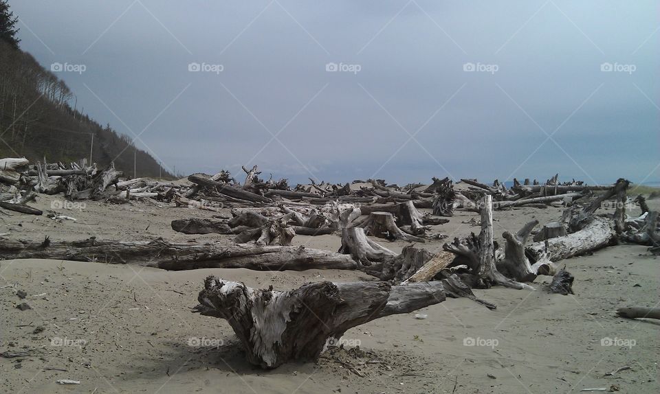 Another Tree Cemetery. An adventure on a beach with abundance of driftwood.