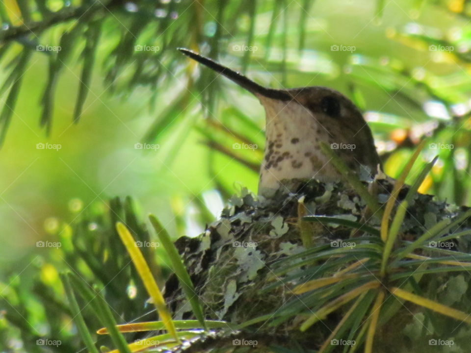 Hummingbird nesting