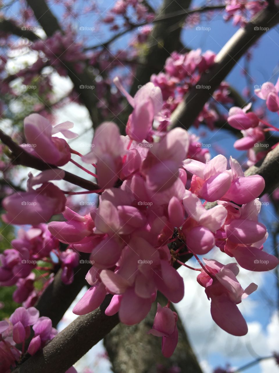 Redbud Tree