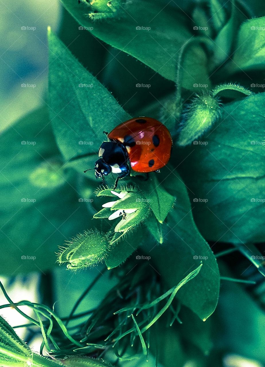 Ladybug