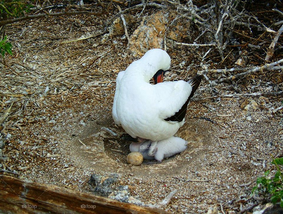 galapagos islands bird