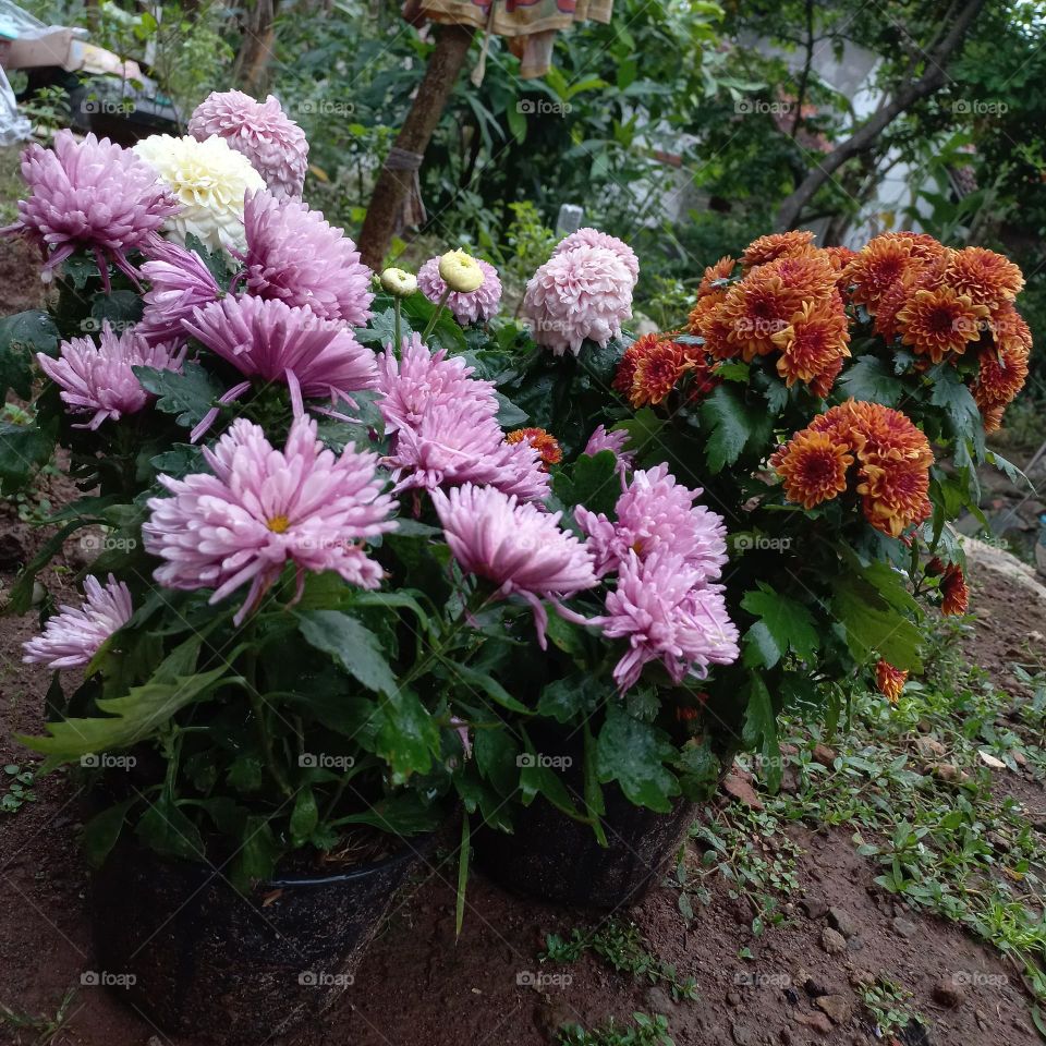 Chrysanthemum is a type of flowering plant that is often grown as an ornamental plant