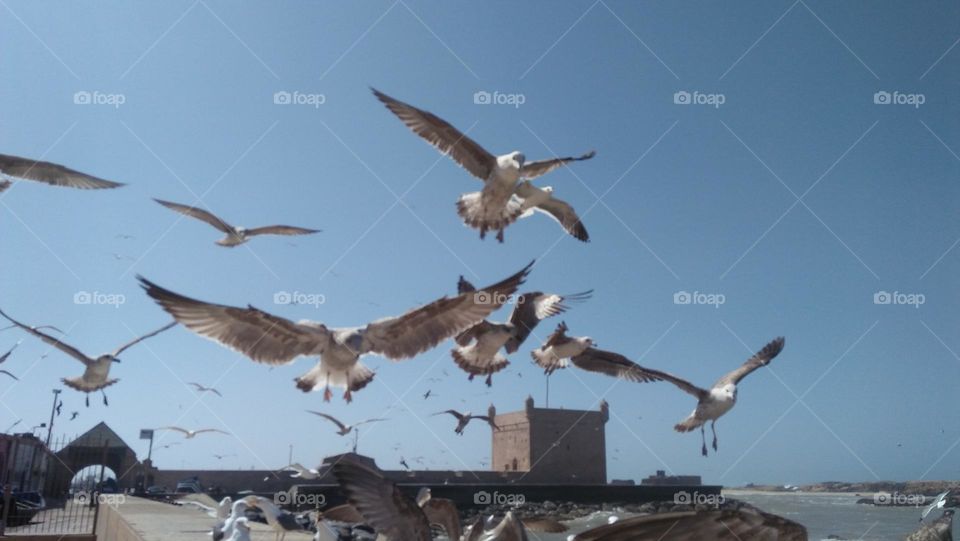 group of seagulls in the sky near the castle.