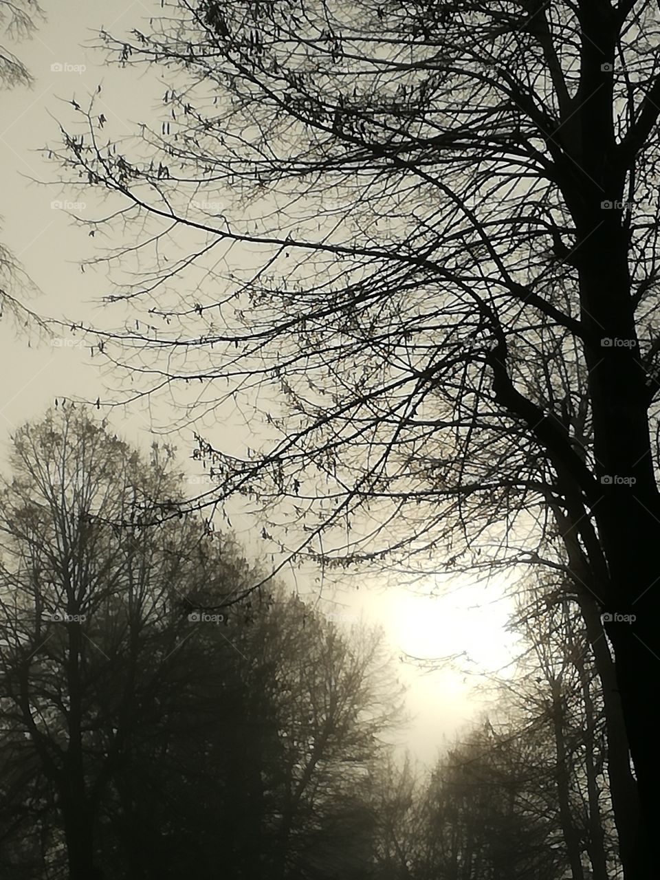 Foggy morning but sun is going to win😊