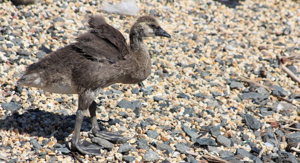 Gosling making its way along pebbly beach off Hudson River in June