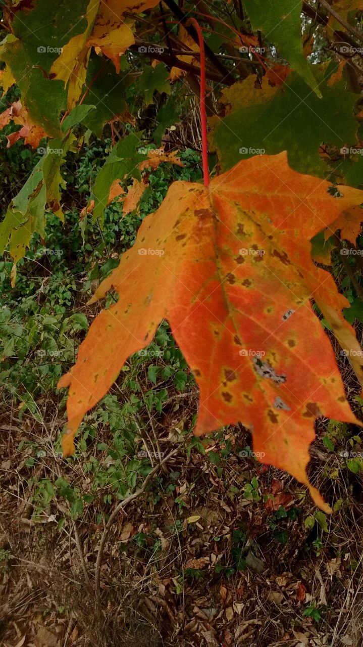 A sign of fall