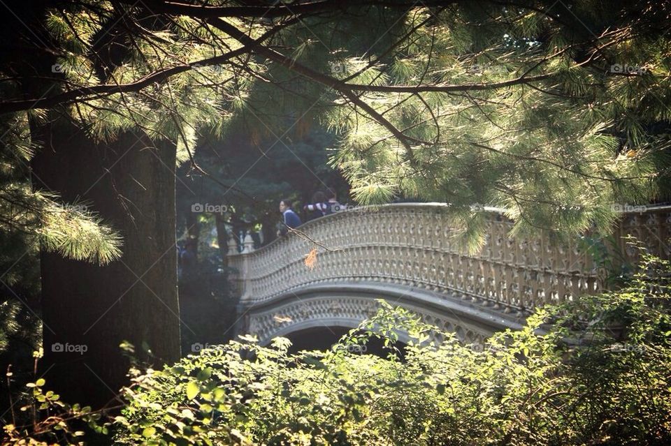 Central park, bridge